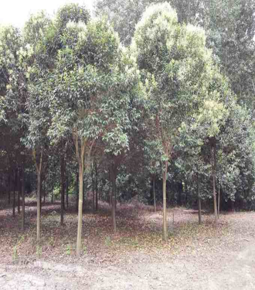 丰艺园林 丰艺园林