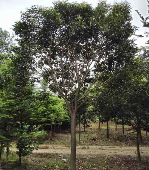 丰艺园林 丰艺园林