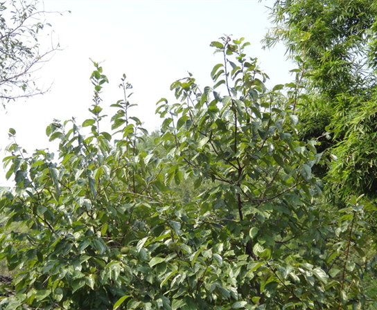 大丰市丰艺园林绿化有限公司 大丰市丰艺园林绿化有限公司