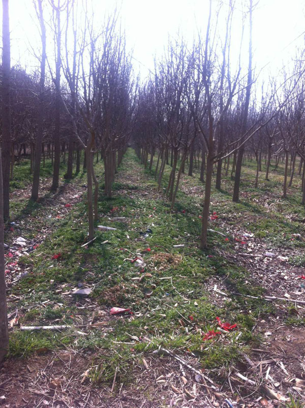 大丰市丰艺园林绿化有限公司