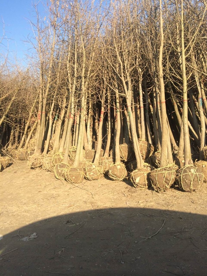 大叶女贞批发 大叶女贞批发