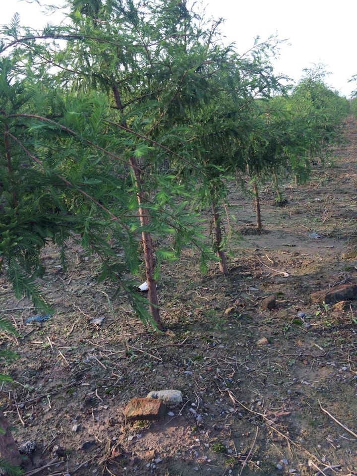 大叶女贞批发 大叶女贞批发