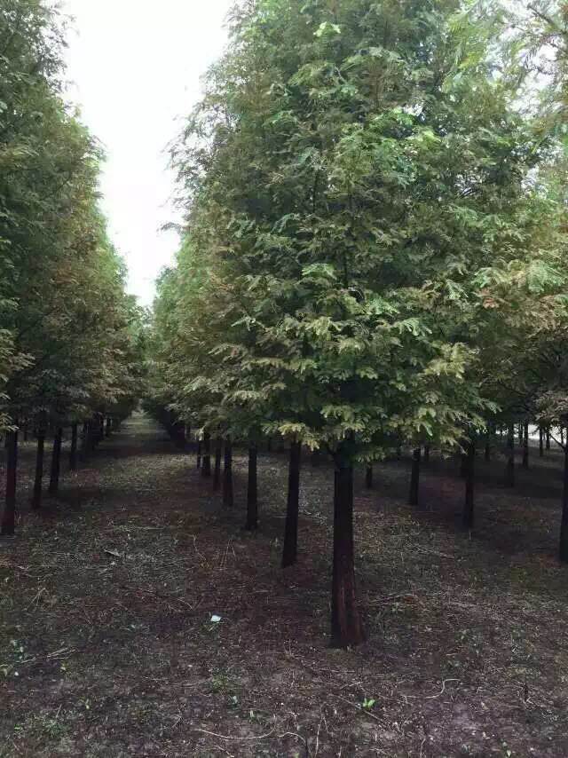水杉种植基地