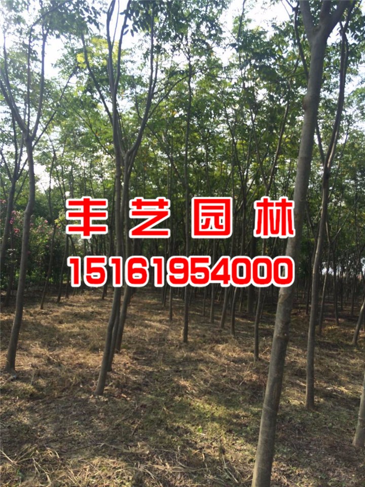 栾树树苗