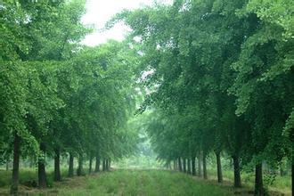 银杏树 银杏树