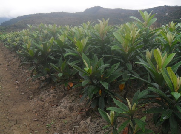 枇杷树苗 枇杷树苗