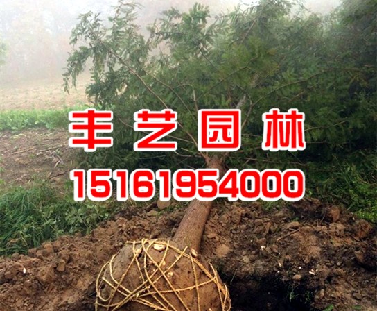 水杉种植基地 水杉种植基地