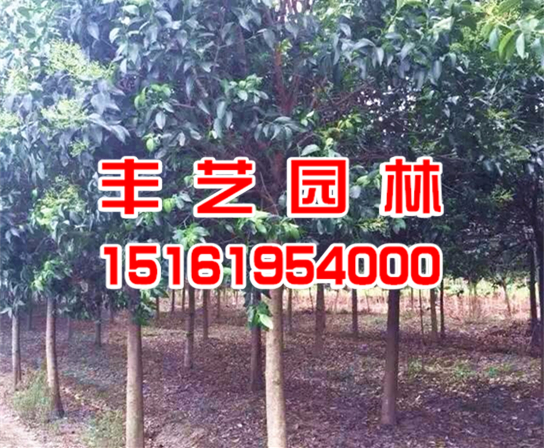 大叶女贞 大叶女贞