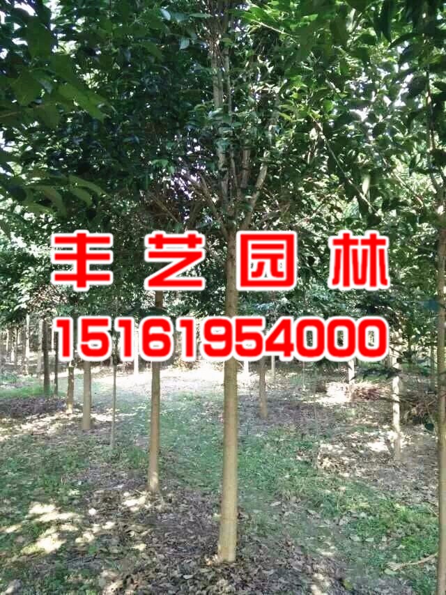 银杏种植基地