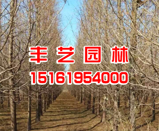 水杉种植基地 水杉种植基地