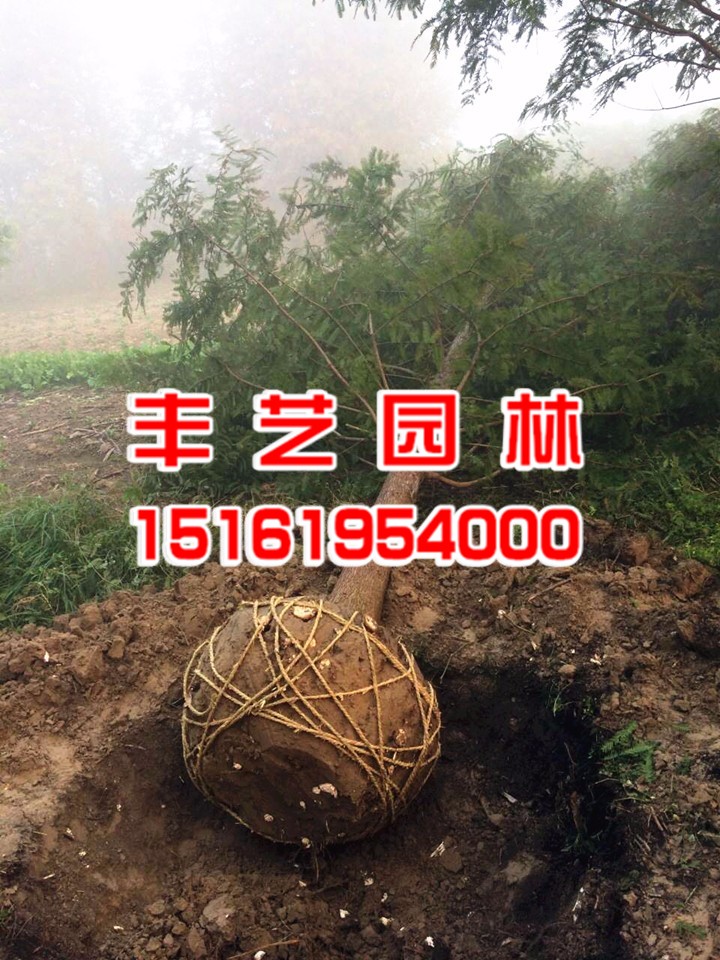 水杉种植基地 水杉种植基地