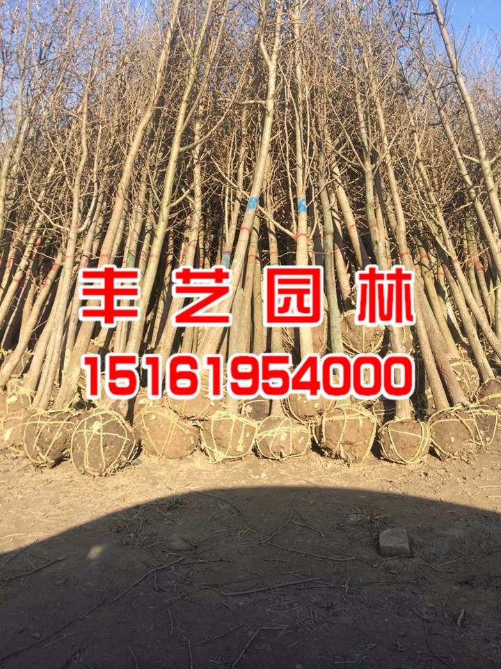 银杏种植基地.jpg