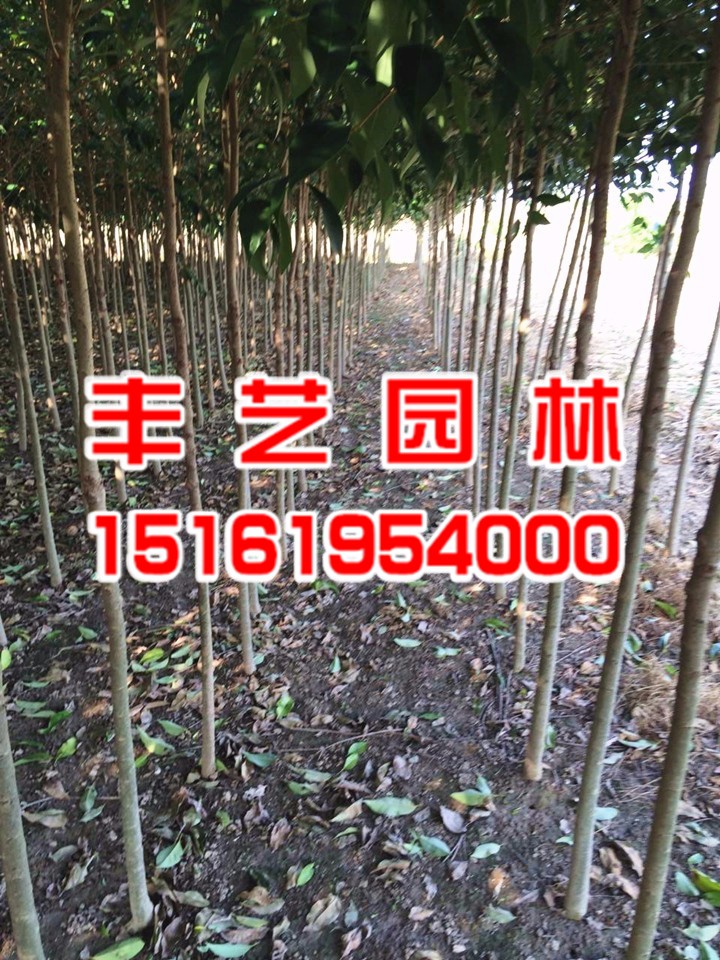 大叶女贞批发厂家.jpg