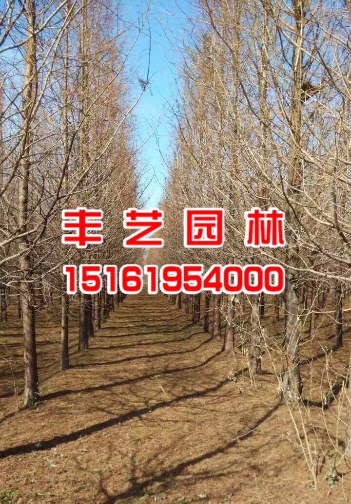 水杉种植基地
